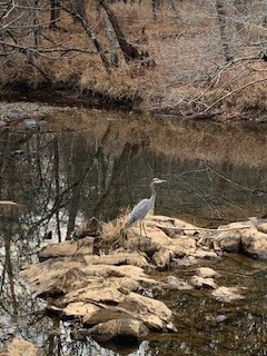 A heron enjoys the Eno River.